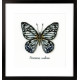 Голубая бабочка Набор для вышивания крестом Vervaco PN-0165403