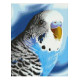 Попугай Канва с нанесенным рисунком для вышивки крестом Світ можливостей 8250СМД