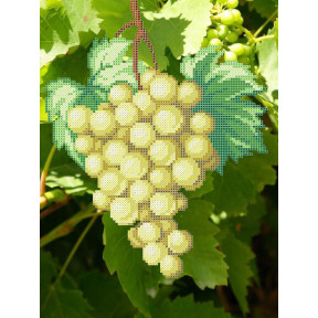 Білий виноград Атлас з малюнком для часткової вишивки бісером Ангеліка A-555