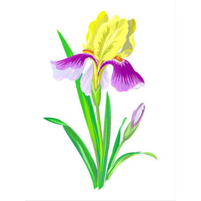 Розпущений ірис Тканина для вишивання з нанесеним малюнком Orchidea O-003